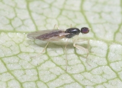 Hemerodromiinae