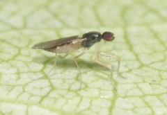 Hemerodromiinae