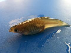 Poeciliidae