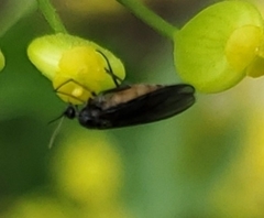 Diptera
