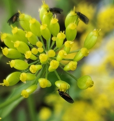 Diptera