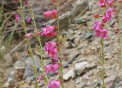 Penstemon floridus