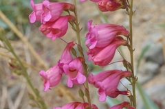 Penstemon floridus