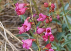 Penstemon floridus