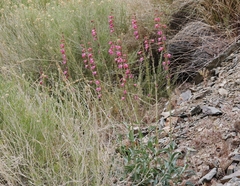 Penstemon floridus