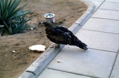 Milvus migrans aegyptius