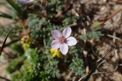 Erodium lebelii