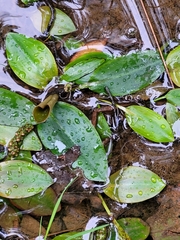 Potamogeton polygonifolius