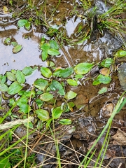 Potamogeton polygonifolius