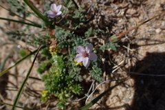 Erodium lebelii
