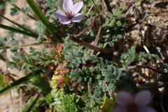 Erodium lebelii
