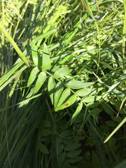 Polemonium occidentale