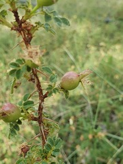 Rosa spinosissima
