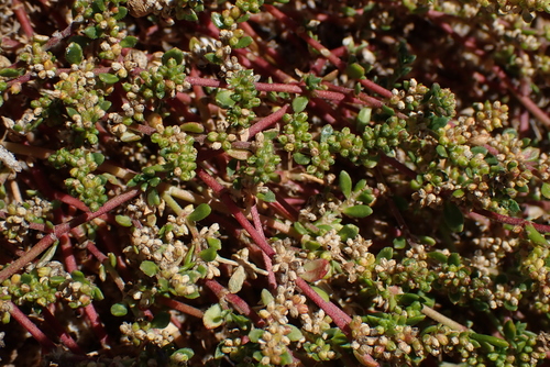 Image of Herniaria ciliolata by no rights reserved