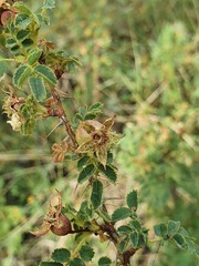 Rosa spinosissima