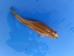 Poeciliidae