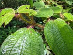 Miconia violascens