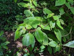 Miconia violascens
