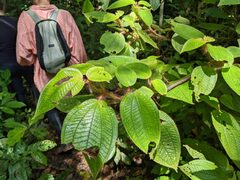 Miconia violascens