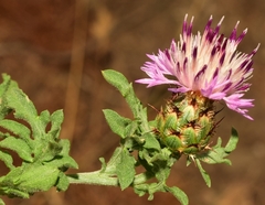 Centaurea pulvinata