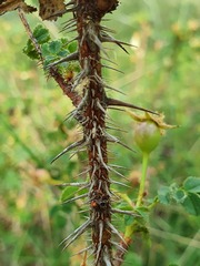 Rosa spinosissima