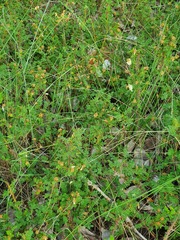 Rosa spinosissima
