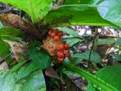 Philodendron ernestii