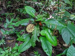 Philodendron ernestii
