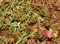 Centaurea pulvinata
