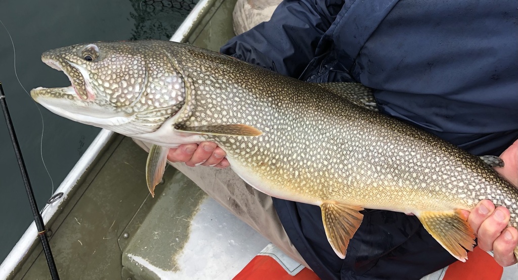 Great Lakes Char