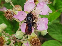 Xylocopa iris