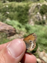 Coenonympha gardetta darwiniana