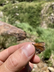 Coenonympha gardetta darwiniana