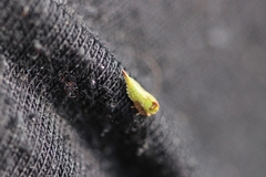 Stictocephala bisonia