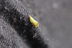 Stictocephala bisonia