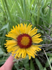 Gaillardia × grandiflora