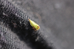 Stictocephala bisonia