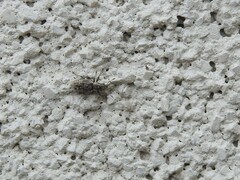 Sitona cylindricollis