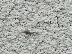 Sitona cylindricollis