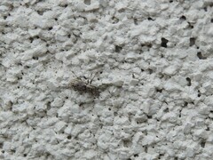 Sitona cylindricollis