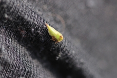 Stictocephala bisonia