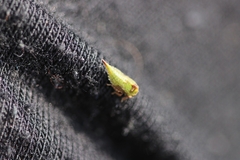 Stictocephala bisonia