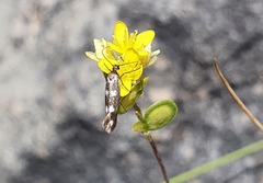 Scythris scopolella