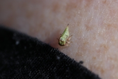 Stictocephala bisonia