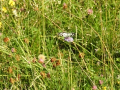 Melanargia galathea