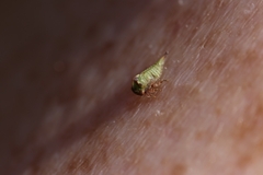 Stictocephala bisonia