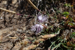 Dianthus gallicus