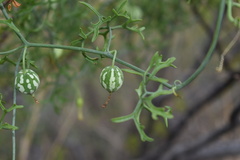 Ibervillea tenuisecta