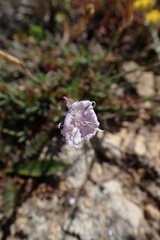 Dianthus gallicus