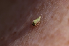 Stictocephala bisonia